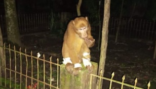 Injured monkey goes to Sitakunda health complex