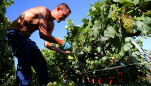Climate change pushes Bordeaux winemakers to harvest at night
