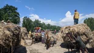 Farmers unhappy over low jute price in Kurigram