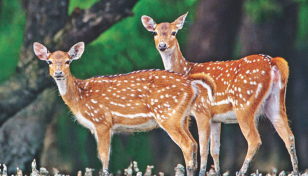 4 deer die while being shifted to Bogura from Dhaka Zoo