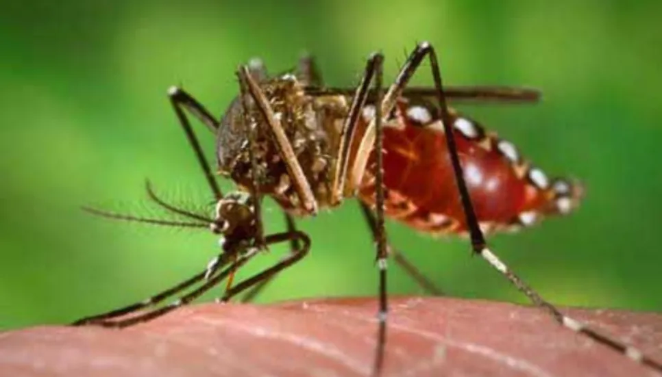 Dengue: Death toll rises to 741 with 11 more deaths