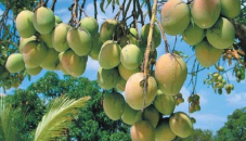 Catimon mango becomes boon for many farmers in Rajshahi