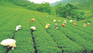 New tea auction centre boosts northern economy