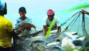 Fish farming rises to a greater extent in Rajshahi