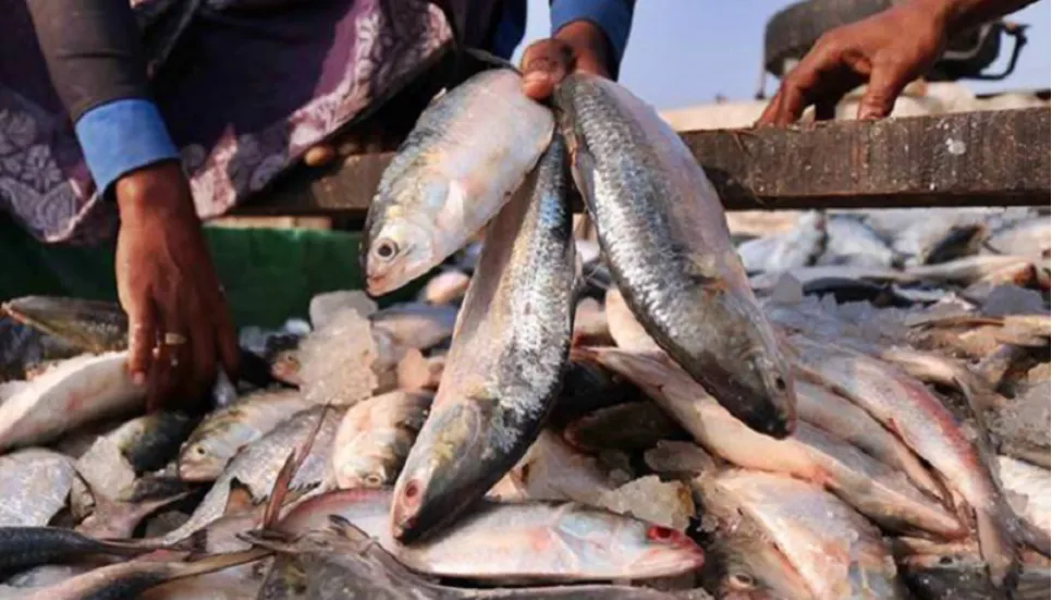 Legal notice seeks ban on export of Hilsa to India