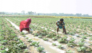 Incentive for 44,270 farmers in Jashore