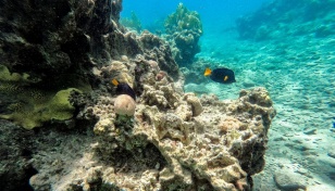 Red Sea corals threatened by mystery sea urchin deaths