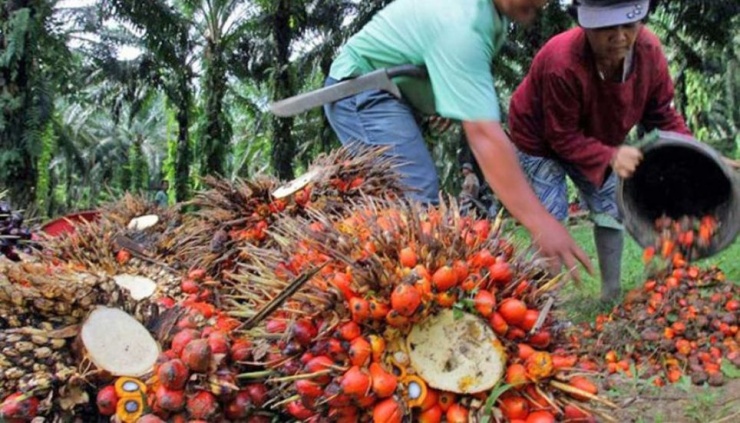 Malaysia boosts China palm oil exports