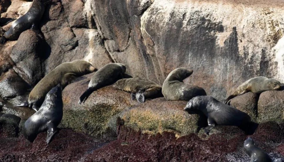 Bird flu kills 400 seals, sea lions in Uruguay