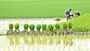 14,400 Jashore farmers to get incentive for Aush cultivation