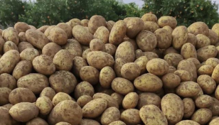 Potato overtakes rice after multiple price hikes