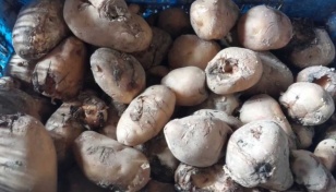 Heatwave spoils potatoes imported from India