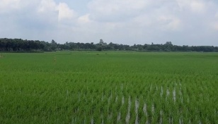 Aman cultivation continues in full swing in Khulna agri-zone