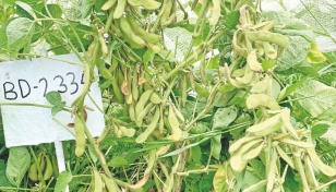 BSMRAU develops flood‐tolerant, high‐yielding variety of soybean