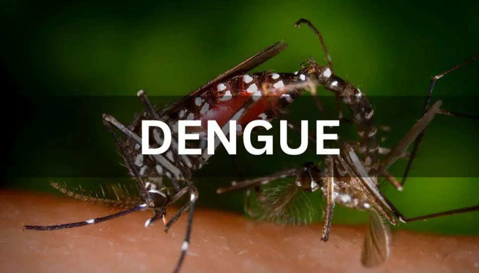 1 dies of dengue, 202 hospitalised in 24hrs