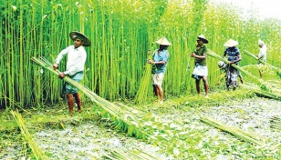 Jute harvesting progressing in Jamalpur