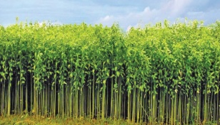 Jute harvesting is in full swing in Manikganj