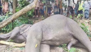 Wild elephant electrocuted in Teknaf