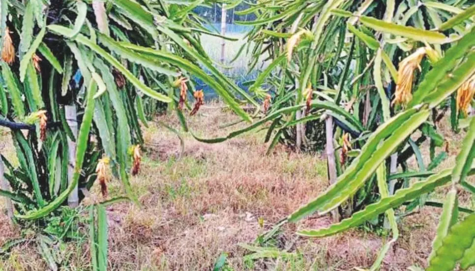 Dragon fruit farming boosts Rajshahi’s agro-based entrepreneurship