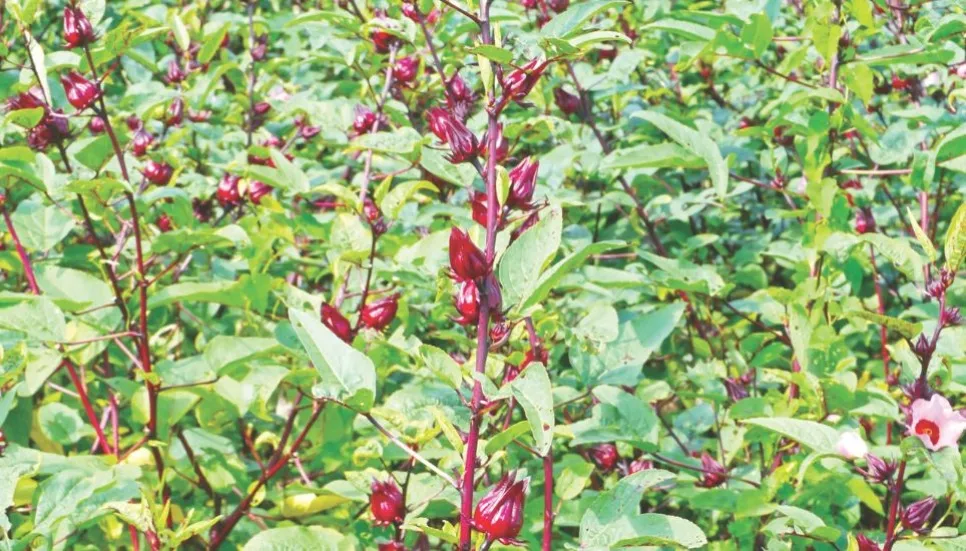 Commercial Roselle farming increases in Natore