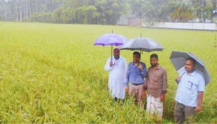 Aus paddy harvesting nears completion in Panchagarh