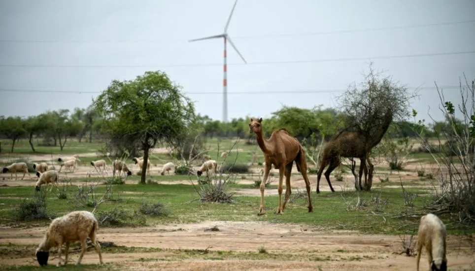 India's green energy wind drive hits desert herders hard