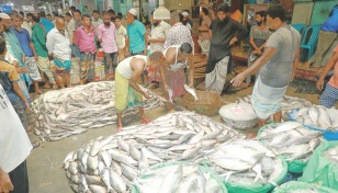 Hilsa season begins with supply crunch, prices skyrocket in Dhaka