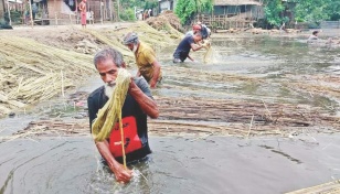 Natore farmers weave golden dreams with ‘golden fibre’