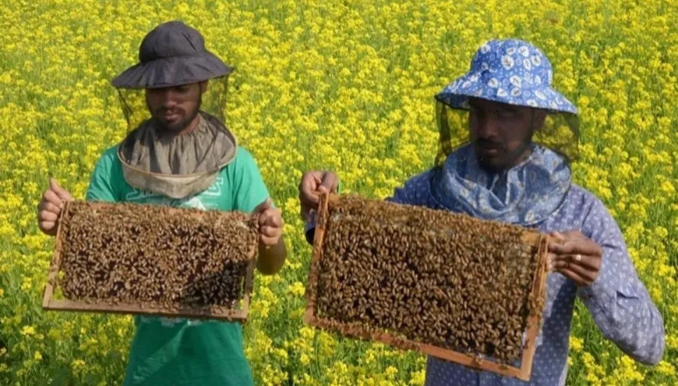 Apiculture bring smile to Thakurgaon farmers