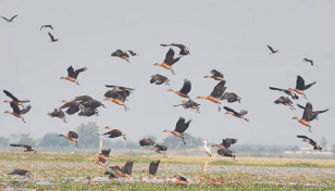 Migratory birds make Bhola chars vibrant