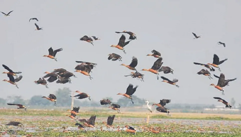 Migratory birds make Bhola chars vibrant