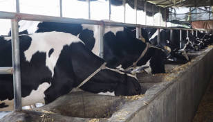 An entrepreneur's path to success with dairy farming