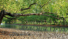 Climate change hits Sundarbans density: Study