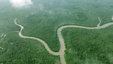 Rising salinity poses threat to Sundarbans biodiversity