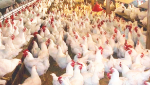 Broiler, Sonali chicken prices increase by Tk10-30 per kg in a week