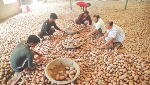 Supply glut pushes down potato prices