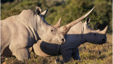 Nearly 500 rhinos killed as poaching rises in S Africa