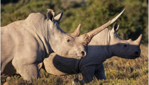 Nearly 500 rhinos killed as poaching rises in S Africa