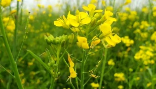 Faridpur farmers anticipate mustard yield worth Tk151c