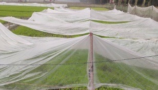 Cold wave, dense fog threaten seedbeds in Kurigram