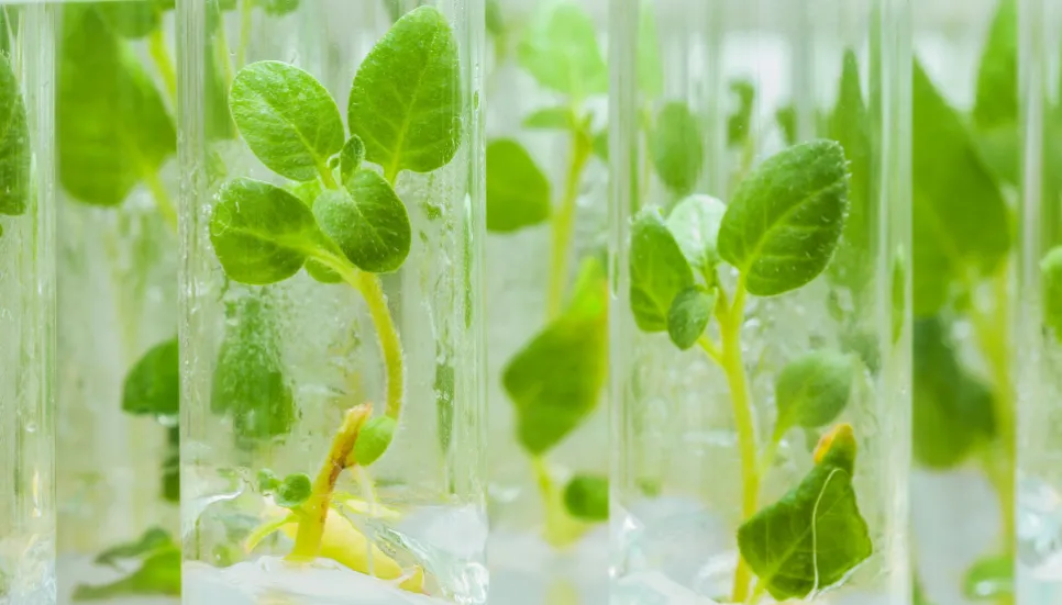 Tissue culture reg mandatory for producing potato seeds 