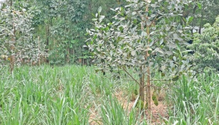 Gazipur youth’s success in glue-free jackfruit inspires many