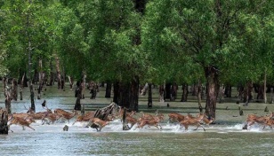 Mangrove reforestation to be initiated along 52 rivers, canals