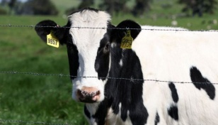 Avian flu virus may be more infectious to humans from cattle