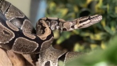 Bihar man bites snake that bit him