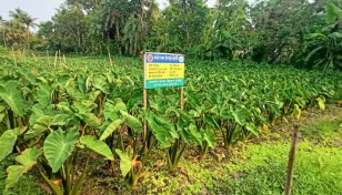 Farmer achieves self-reliance through taro cultivation in Khulna