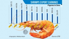 Can shrimp industry bounce back from export decline?