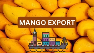 Mango exports halve due to high freight charges, space crunch