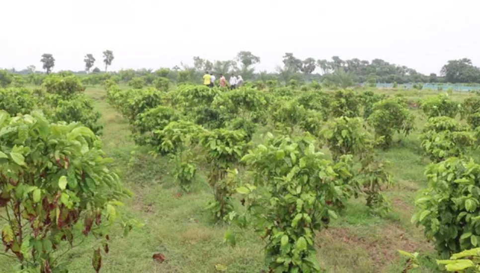 High-value crops farming delights jobless youths in Rajshahi