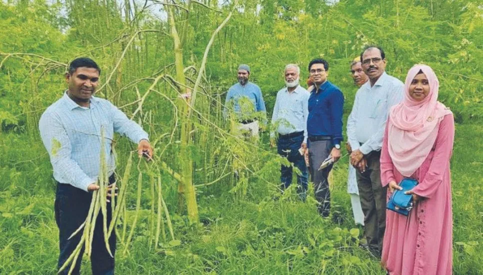 Tangail youth finds success in moringa farming